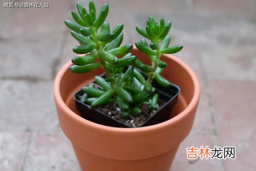 养护虹之玉的窍门 虹之玉怎么养,虹之玉多肉怎么养