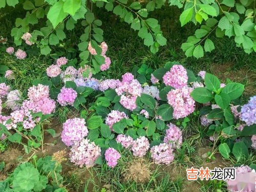 花的种类,花的种类有哪些？