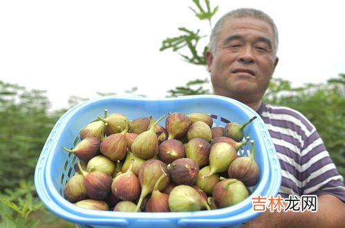 吃腐烂水果会有什么后果,腐烂的水果吃了会有哪些危害