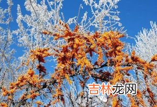 沙棘果功效真的很好吗,吃沙棘有什么好处 吃沙棘有什么功效