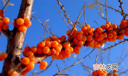 沙棘果功效真的很好吗,吃沙棘有什么好处 吃沙棘有什么功效