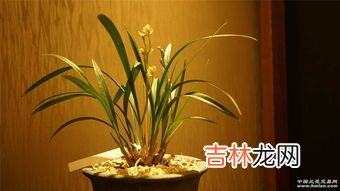 黄桷兰怎么养殖,黄桷兰的养殖方法是什么