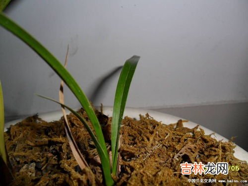 黄桷兰怎么养殖,黄桷兰的养殖方法是什么