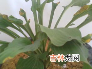 黄桷兰怎么养殖,黄桷兰的养殖方法是什么