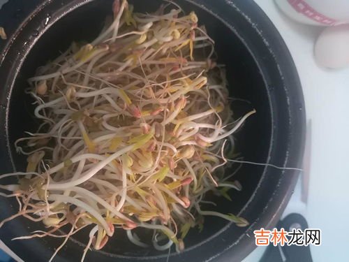 豆芽机怎么发豆芽,豆芽机怎么用,这么用就对了