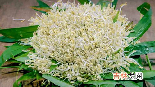 豆芽机怎么发豆芽,豆芽机怎么用,这么用就对了