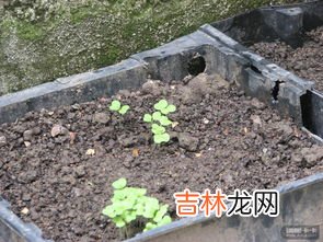 绿豆怎么发芽,怎样让绿豆发芽