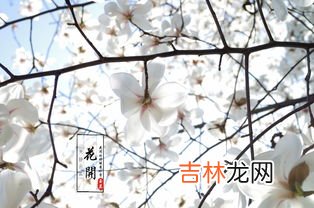 花开的时候最珍贵什么歌,女生唱的歌的第一句歌词是花开的时候最珍贵歌曲