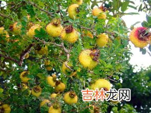 新鲜刺梨怎么处理,刺梨子怎么吃 刺梨子可以怎么吃