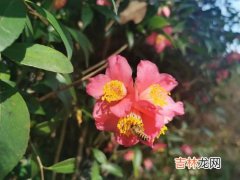 花茶的种类有哪些,花茶有哪些品种呢?