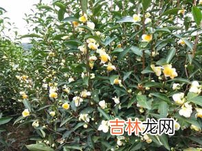 花茶的种类有哪些,花茶有哪些品种呢?