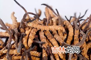 冬虫夏草怎么吃最好,虫草怎样吃最好