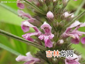 益母草和谁一起吃效果更好,益母草怎样煲或与什么一起煲效果会更好？