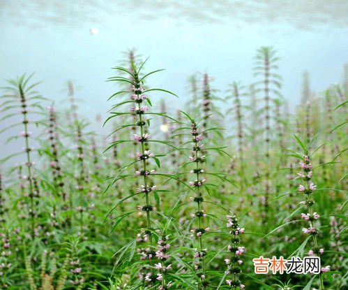 益母草和谁一起吃效果更好,益母草怎样煲或与什么一起煲效果会更好？