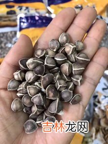 辣木籽价格,辣木籽一斤多少钱？