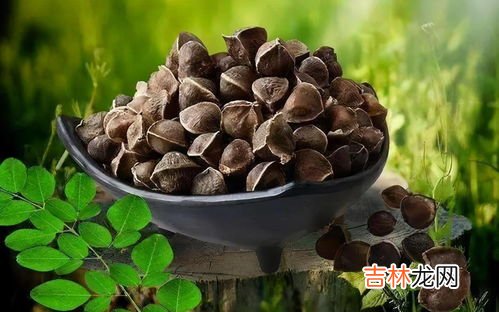 辣木籽价格,辣木籽一斤多少钱?