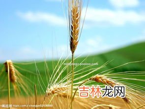 大麦和燕麦的区别是什么,燕麦和大麦一样吗