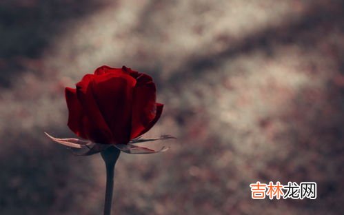 玫瑰花加蒲公英能每天喝吗,蒲公英可以和玫瑰花泡水喝吗?蒲公英玫瑰花泡水喝的功效