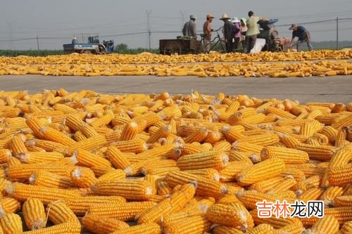 割完了玉米什么时候撒尿素好,玉米什么时间追施尿素