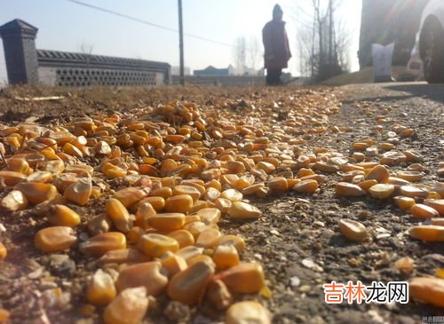 割完了玉米什么时候撒尿素好,玉米什么时间追施尿素