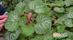 虎耳草是什么植物,“虎耳草”是什么？可以吃吗？