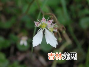 虎耳草是什么植物,“虎耳草”是什么?可以吃吗?