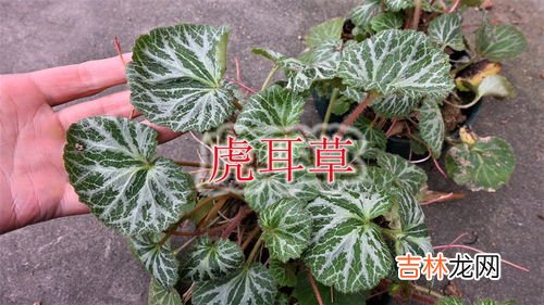 虎耳草是什么植物,“虎耳草”是什么?可以吃吗?