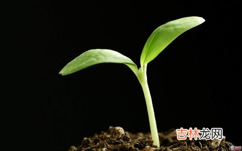 蝴蝶兰种子多久发芽,蝴蝶兰种子怎样育苗