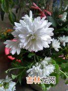 菊花怎样制作成干菊花,干菊花怎么制作