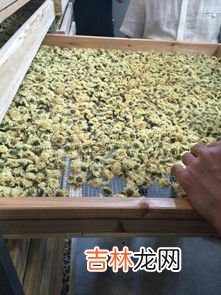 菊花怎样制作成干菊花,干菊花怎么制作