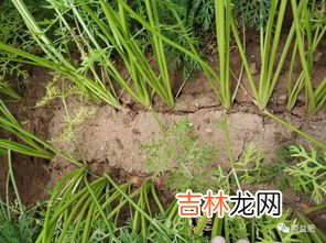 红心甜菜的功效与作用,红甜菜根的营养价值