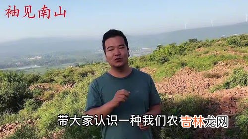 黄荆的功效与作用,黄荆叶的功效与作用 黄荆叶的注意事项