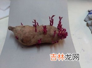 山药放久了发芽了能吃吗,山药发芽还能吃吗