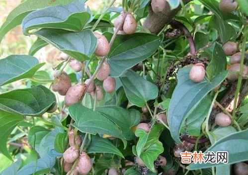 山药放久了发芽了能吃吗,山药发芽还能吃吗