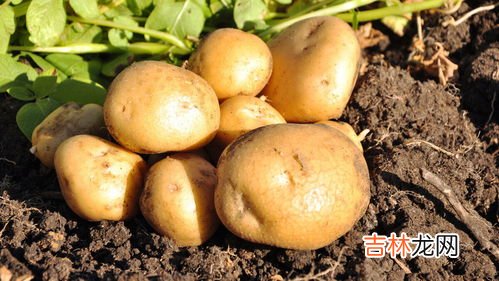 土豆中间有黑点能吃吗,土豆切开以后发现土豆心有黑斑,这样的土豆能吃吗?