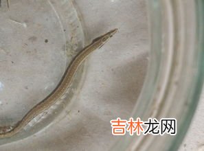 冬天放生泥鳅在河里能活吗,冬天放泥鳅能活吗