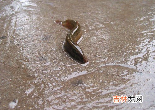 冬天放生泥鳅在河里能活吗,冬天放泥鳅能活吗
