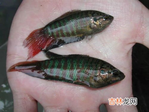 冬天放生泥鳅在河里能活吗,冬天放泥鳅能活吗