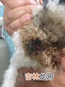 狗狗被烫伤怎么处理,狗狗被烫伤怎么处理 狗狗烫伤了可不可以用红霉素软膏