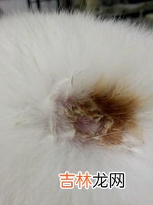 狗狗被烫伤怎么处理,狗狗被烫伤怎么处理 狗狗烫伤了可不可以用红霉素软膏