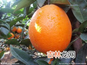 黄金橙怎么挑选,如何挑选橙子，有什么讲究吗
