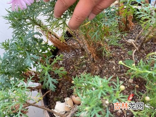 花浇水浇多了怎么办,花浇水浇多了怎么办