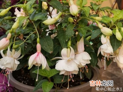 花浇水浇多了怎么办,花浇水浇多了怎么办