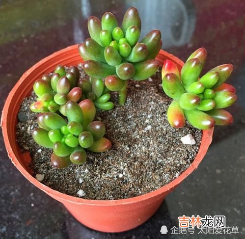 虹之玉怎么养就能把它养成老庄,虹之玉怎么养成老桩