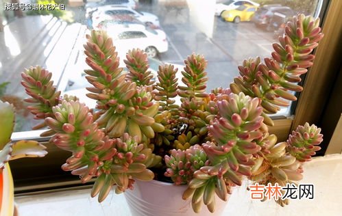 虹之玉怎么养就能把它养成老庄,虹之玉怎么养成老桩