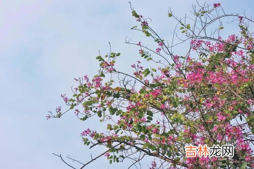 落红不是无情物化作春泥更护花的意思,“落红不是无情物，化作春泥更护花。”的意思是什么？