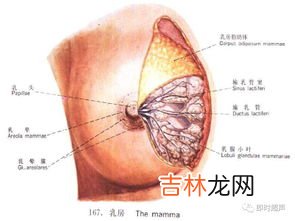 乳腺增生贴膏药管用吗,乳安宁保健贴治乳腺增生结节真的有用吗?