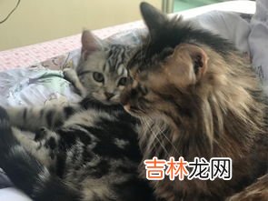 猫要从小养才会跟主人亲近吗,猫要趁早养,越早养才越亲?