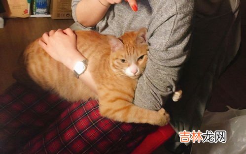 猫要从小养才会跟主人亲近吗,猫要趁早养,越早养才越亲?