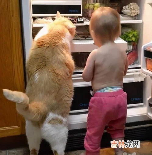 猫要从小养才会跟主人亲近吗,猫要趁早养,越早养才越亲?